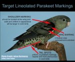 target-linnie-markings-jpeg.jpg